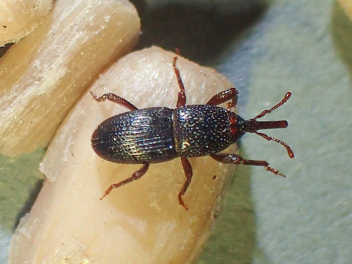 Buğday biti (Sitophilus granarius)